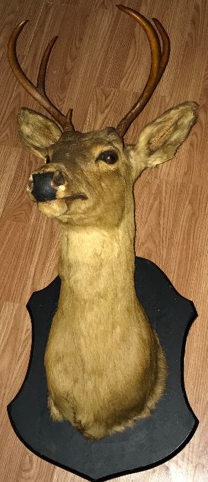 SCHWARZ STUDIO taxidermy deer