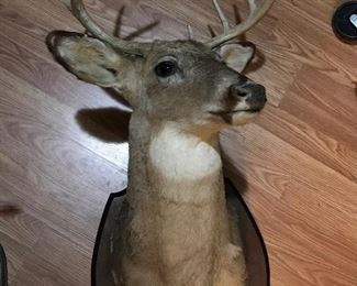 7 point Taxidermy deer