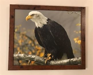 Stunning framed eagle