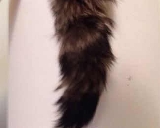 Raccoon Tail