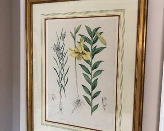 Botanical Art