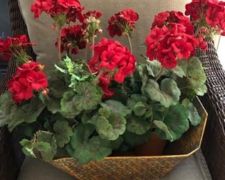 Tin basket of geraniums 17" wide $10