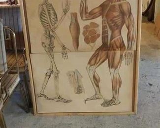 19th Century German Anatomical Print