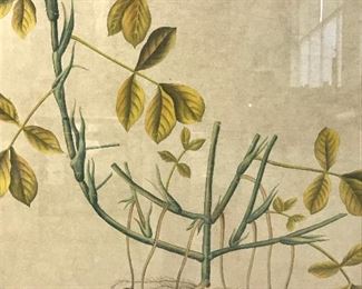 Signed Chinese Watercolor Painting Peanut Plant