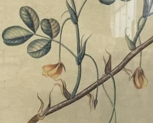 Signed Chinese Watercolor painting Peanut Plant