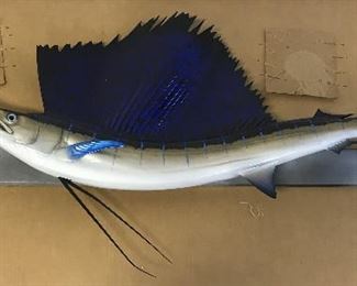 Mounted Taxidermy Sailfish