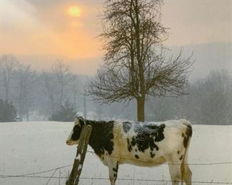NICK ZUNGOLI Signed Cow Photograph 1987