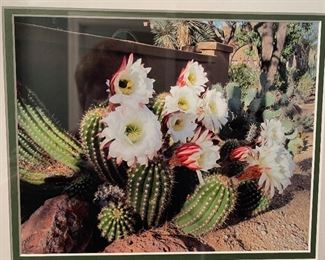 Framed Blooming Cactus Picture	14.5x17.5in	
