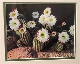Framed Blooming Cactus Picture #2	14.5x17.5in	
