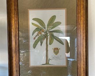 Framed Botanical Print GD Ehret Delin & Sculp	33.5x26.5in	
