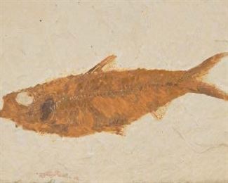 Prehistoric Fossil of Diplomystus Fish, Green River Formation, ca, 145 125 Mya