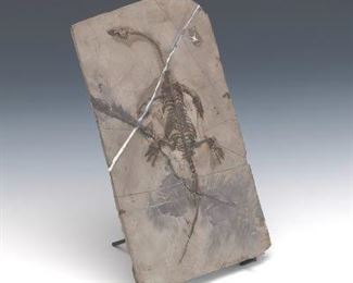 Prehistoric Fossil of Keichousaurus Hui Young, Middle Triassic, Xingyi, Guizhou, ca. 247.2 237 Mya