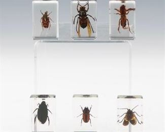 Set of Six Exotic Insects in Glazed Exhibit Cases 