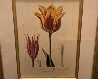 Framed botanical