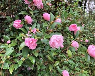 Check out the beautiful camellias while you are there.