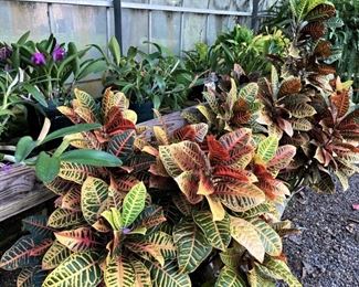 Two of these crotons will be on the front porch.