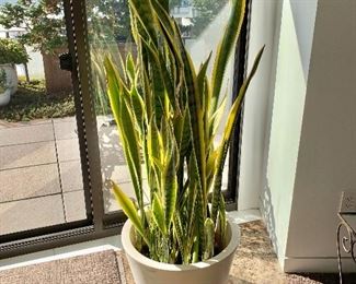 $125 - Pizzatto Seppaturga high quality plastic planter (made in Italy) ; Snake plant included; 19.5"H x 19"D (overall 64"H)