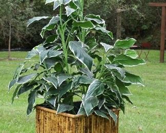 Bamboo planter 