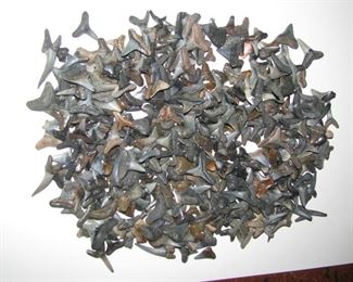 Shark teeth!