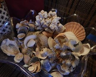 A full plastic shell full of sea shells.