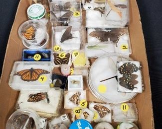 Lepidopterist Butterfly Collection 