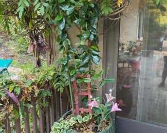 plant with ceramic pot