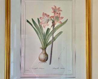 $125 - Framed botanical "Amaryllis belladonna" 32 1/2 in. (H) x 25 in. (W)