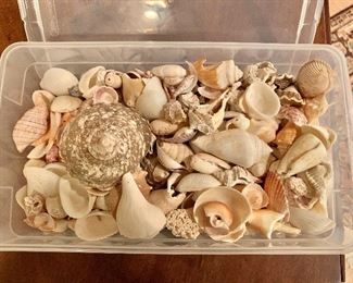 $20 - Shells #1 -  assortment of sea shells