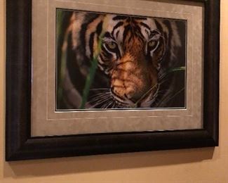 "Tiger Eyes" Artist: Thomas D. Mangelsen Medium: Photograph 565/1200