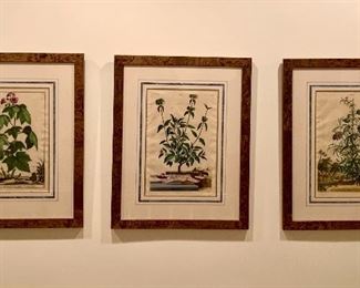 Item 368:  (3) Botanical prints - 17.5" x 22":  $145/Each