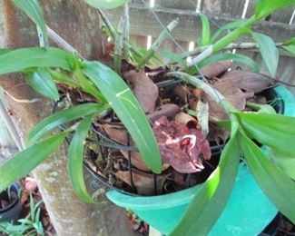 Rescue Orchids  (Dendrobriums)