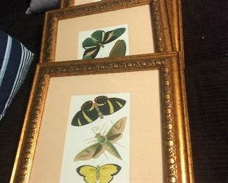 butterflies are free to fly (but not these)