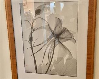 $100 - Framed Black and White Botanical Print #1; 26" H x 20.5" W