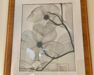 $100 - Framed Black and White Botanical Print #2; 26" H x 20.5" W