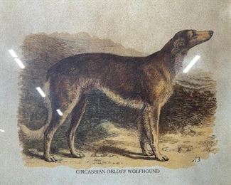 Circassian Orloff Wolfhound Lithograph