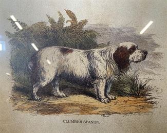 Clumber Spaniel Lithograph
