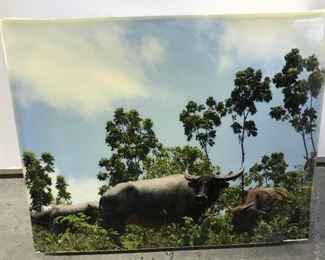 Group 3 Digital Canvas Photos