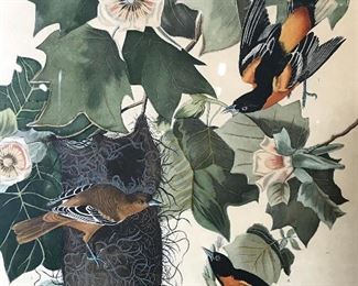 J. J. AUDUBON Hand Colored Engraving of Birds
