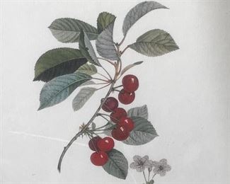 Lithograph of Cherry And Cherry Blossom, Artwork