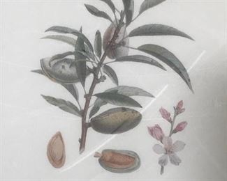 Lithograph of Nuts and Blossom, Artwork