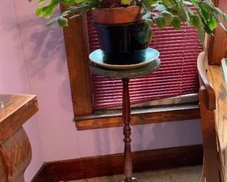 Christmas Cactus.