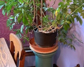 Rubber Tree Plant, solid wood plant stand.