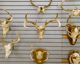 Deer skull antler mounts