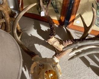 another set of antlers with partial jaw for sale during in person shopping Friday and Saturday