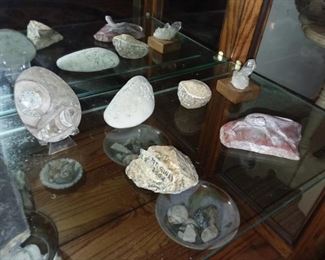 Seashells & Fossils