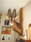 African sable antelope "Smiley"