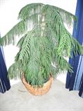 Real Norfolk Island pine, raised from tiny one!