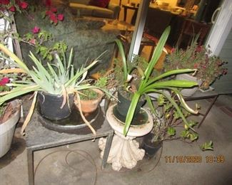 we have several plants of all kinds and custom pots
