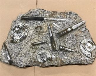Polished Stone Fossil Slab