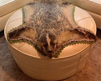 American Badger Pelt with Head
